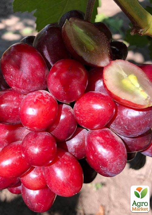 Виноград "Велюр" (сверхранний, крупноплодный, сладкий) - фото 4