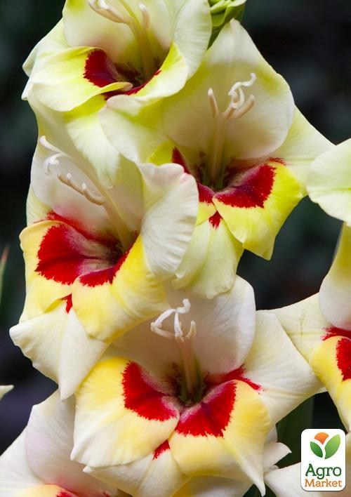 Гладиолус "Messina" 3шт