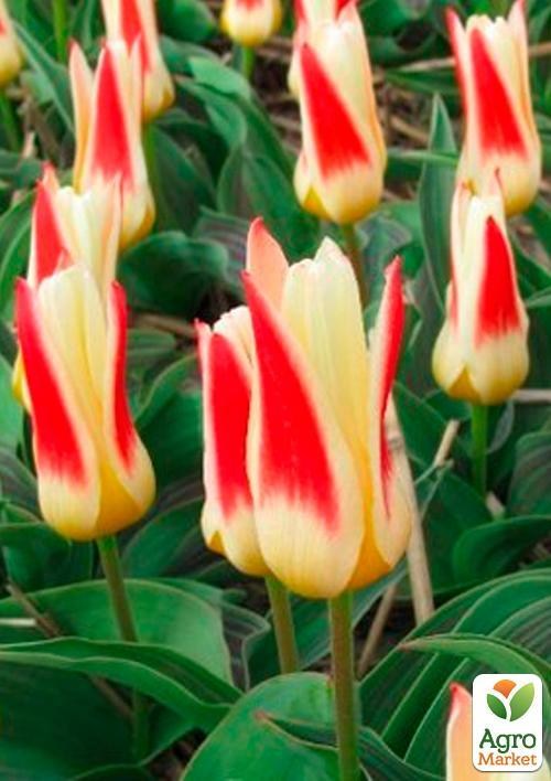 Тюльпан "Johann Strauss" (размер 11/12 , крупный) 3шт в упаковке