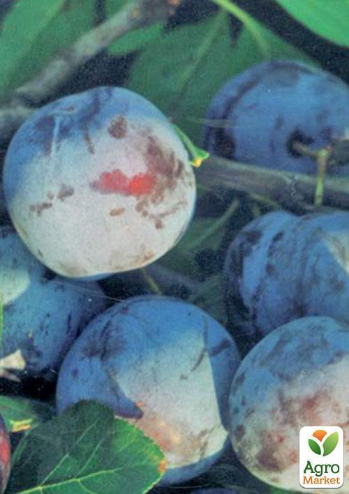Слива "Кубанская ранняя" (летний сорт, ранний срок созревания) - фото 4