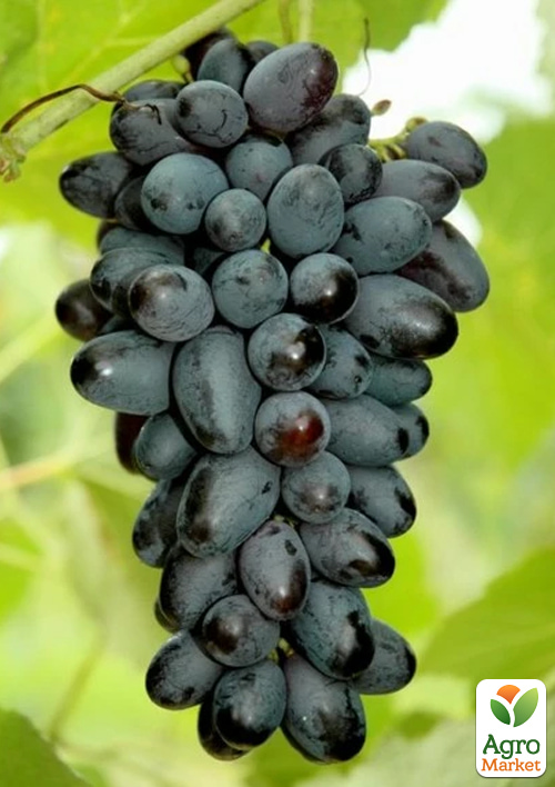 Виноград "Джой" (кишмиш, ранньо-середній термін дозрівання, селекція США)