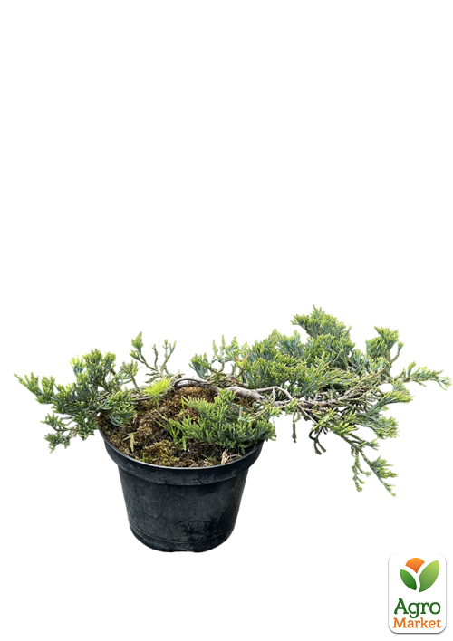 Можжевельник горизонтальный "Jade River" C2, диаметр 30-40см - фото 2