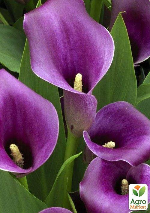 Калла "Purple Sensation" 1шт в упаковке