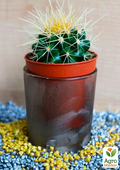 Кактус "Эхинокактус Грузона" (Echinocactus grusonii) (Нидерланды)