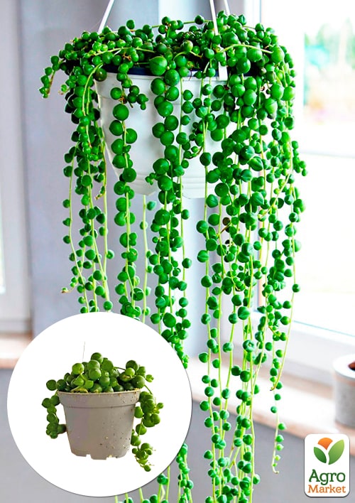 LMTD Сенеціо (хрестовник) "Rowleyanus" висота рослини 10см