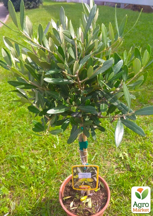 Олива "Olea Europaea" на штамбi 50-60см - фото 7