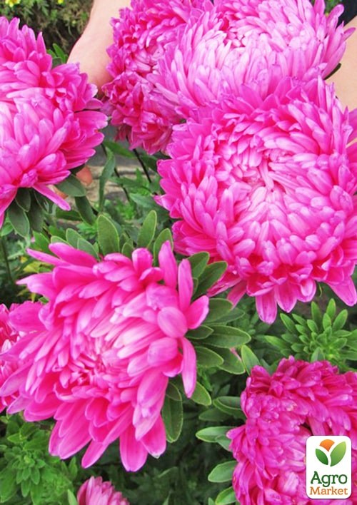 Астра "Пионовидная розовая" ТМ "Весна" 0.2г - фото 2