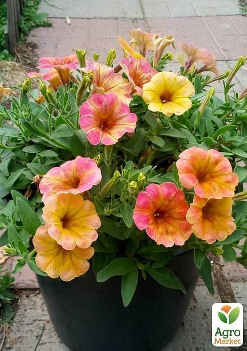 Петуния Cascadias "Indian Summer" (контейнер №10, высота 10-15см) - фото 3