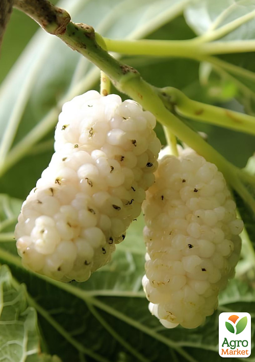 LMTD Шелковица белая "Alba" высота 40-60см