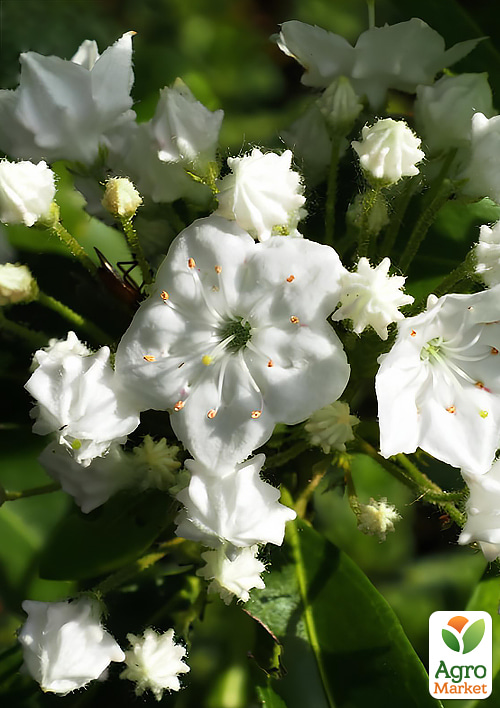 Кальмія latifolia "Alabaster"
