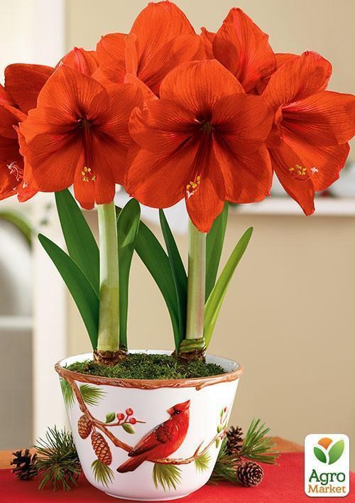 Амариллис в горшке "Счастливые моменты" - фото 4