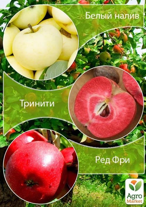 Дерево-сад Яблоня "Белый налив+Тринити+Ред Фри" 