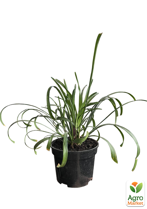 Ліріопе "Big Blue" вазон С2, висота 20-40см - фото 2