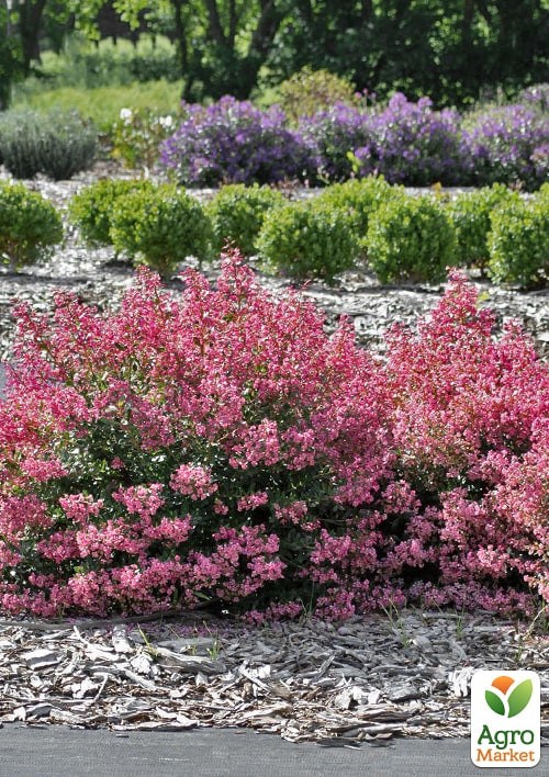 Эскаллония "Apple Blossom" - фото 3