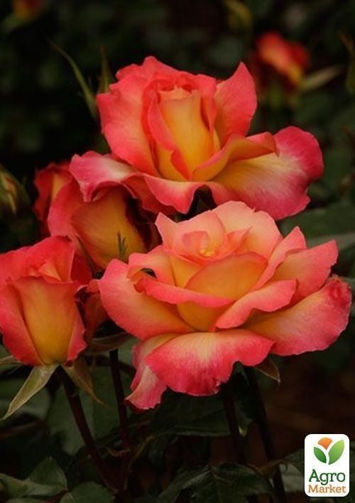 Роза флорибунда "Solnyshko"