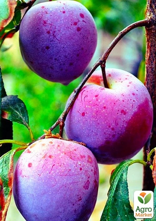 Слива "Ренклод Карбышева" (летний сорт, ранний срок созревания)