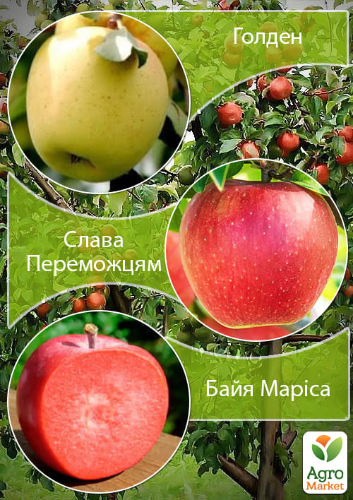 Дерево-сад Яблоня "Байя Мариса+Голден+Слава Победителям" 