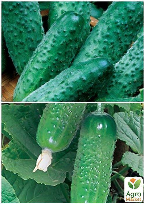 На развес Огурец "Крак F1" ТМ "Весна" цена за 4г - фото 3