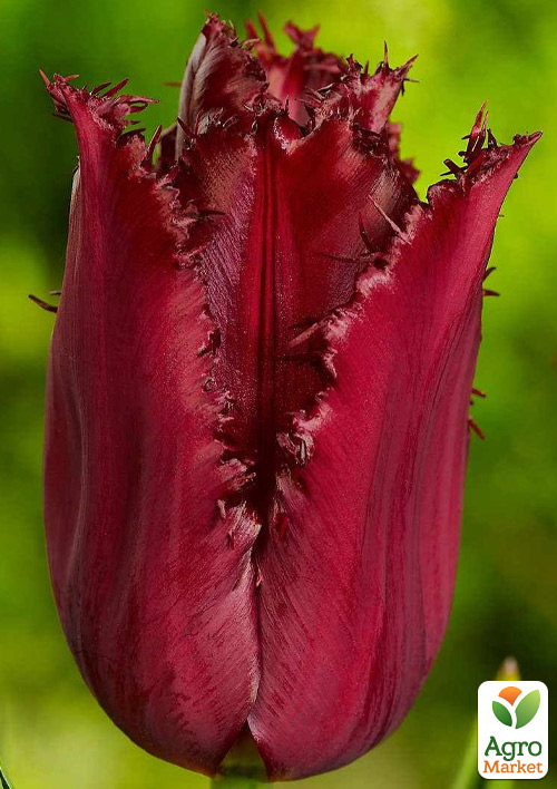 Тюльпан "Pacific Pearl"