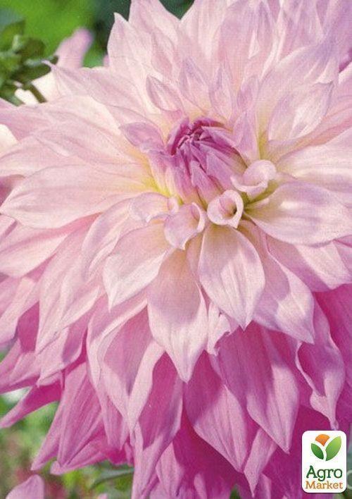 Жоржина"Sir Alf Ramsay" - фото 2