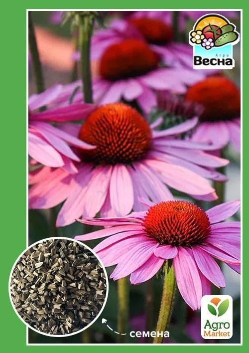 Ехінацея пурпурна ТМ "Весна" 0.5г