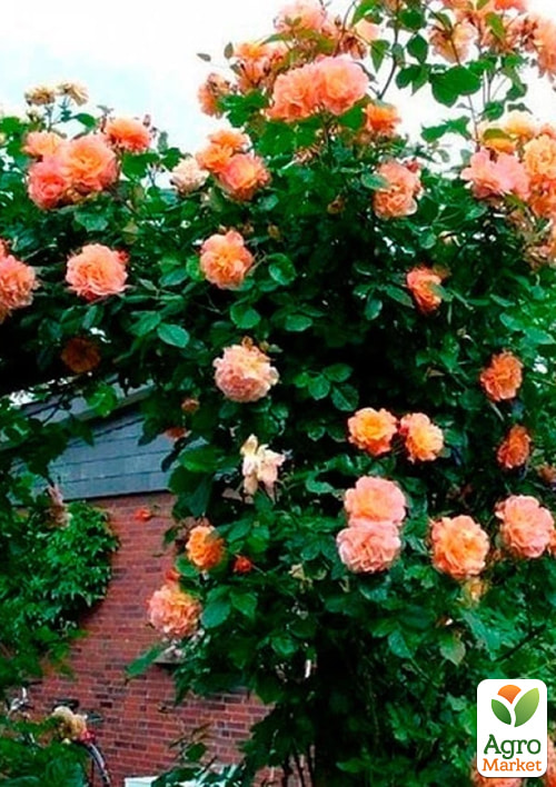 Роза плетистая "Алоха" в контейнере, высший сорт - фото 2