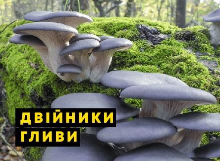 Отруйні гриби схожі на гливи