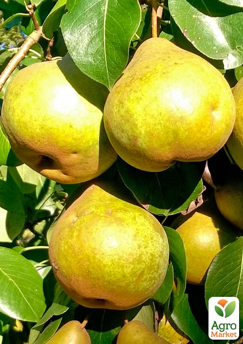 Груша "Платоновская" (осенний сорт, средний срок созревания) - фото 4