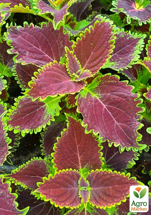 Колеус "Main Street Oxford Street" - фото 4