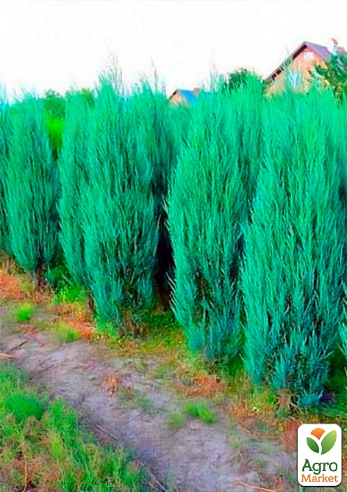 Ялівець скельний "Skyrocket" (контейнер Р9, висота 25-30 см)