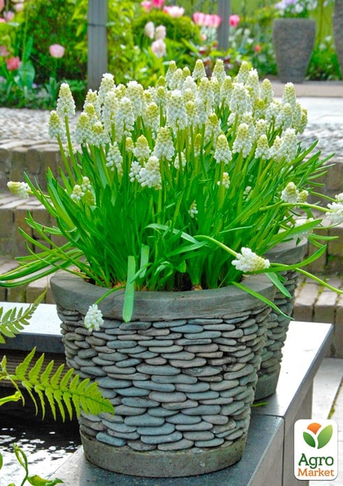 Мускари "White Magic" укорененные - фото 4