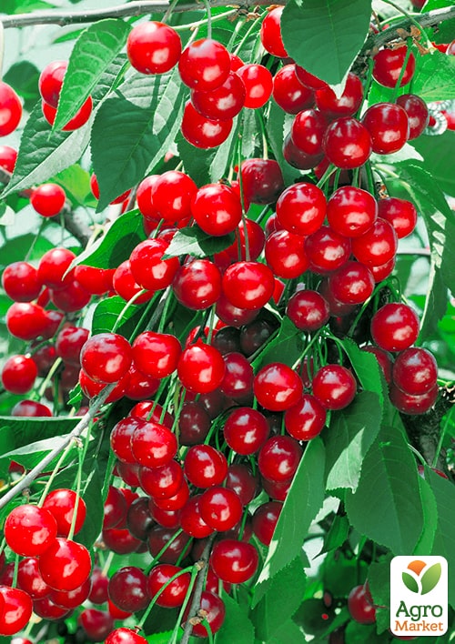 Вишня войлочная "Желанная"