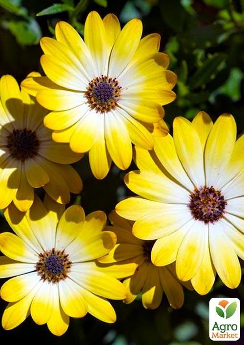 Остеоспермум "Buttermilk" (контейнер № 10, высота 10-20 см)