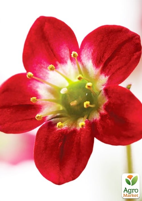 Камнеломка Арендса "Highlander Red" - фото 4