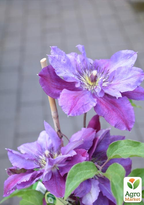 Клематис 2-х летний "Birthday girl" вазон С2 - фото 3
