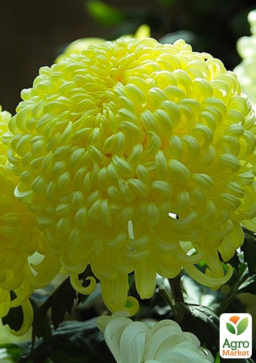 Хризантема великоквіткова "Caracas Jaune" (вазон С1 висота 20-30см)