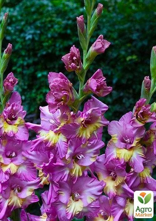 Гладіолус "Sunbelt" 3шт