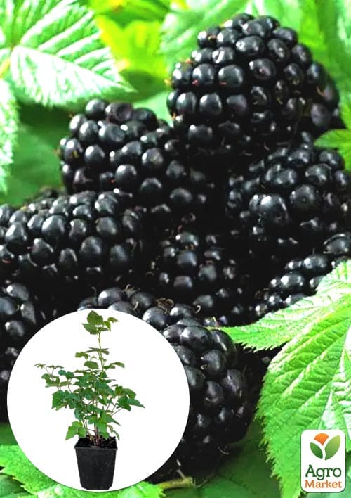 Ожина "Тризуб" 2-річна укорінена в контейнері