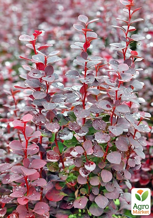 Барбарис Тунберга "Chocolate Summer"  (контейнер P9) - фото 6