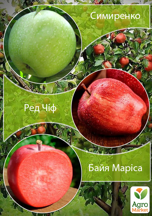Дерево-сад Яблуня "Байя Маріса+Симиренко+Ред Чіф"