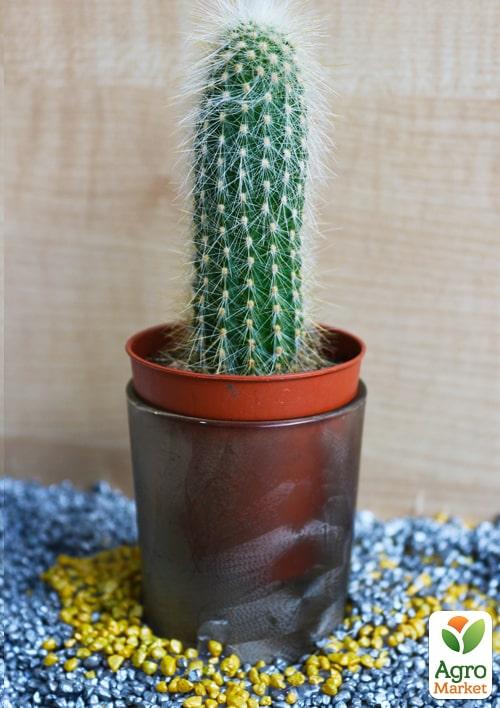 Кактус "Еспостоя" (Trixanthocereus cullmannianus) (Нідерланди)