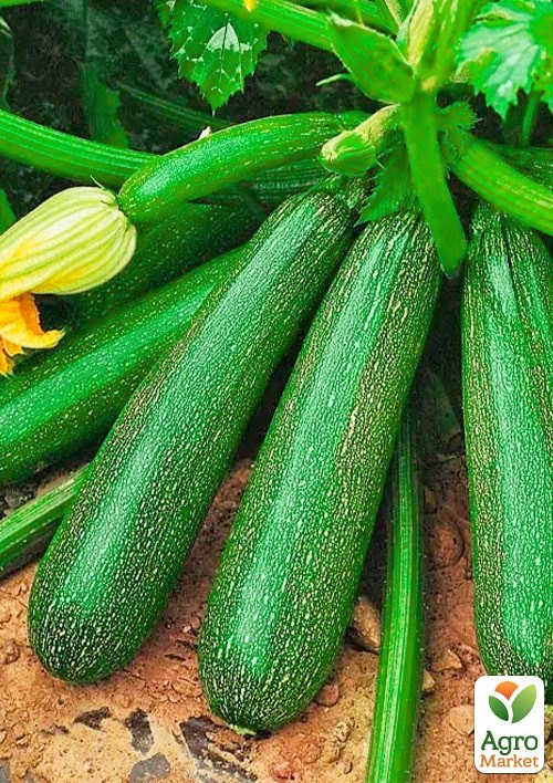 На развес Кабачок "Солидор" ТМ "Весна" цена за 8г - фото 2