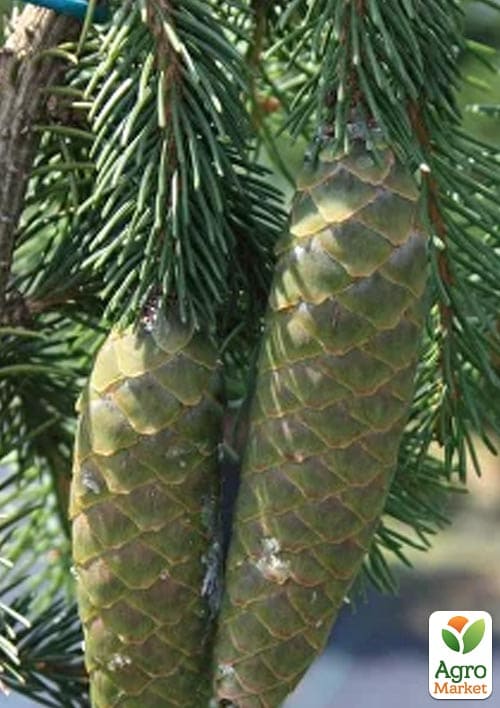Ялина звичайна "Inversa" С7.5 висота 100-120см - фото 2