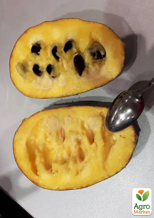 Азіміна щеплена "Mango" C1.5, висота 35-60см - фото 2