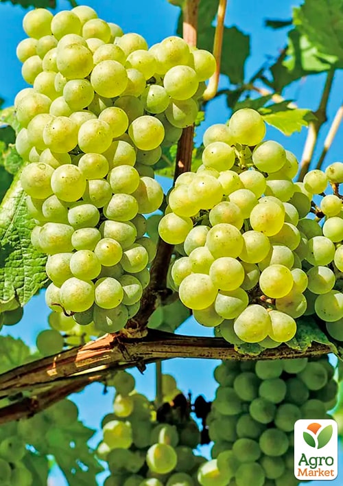 Виноград "Белоцерковский" (ранний срок созревания,гармоничный вкус с ноткой муската) - фото 4