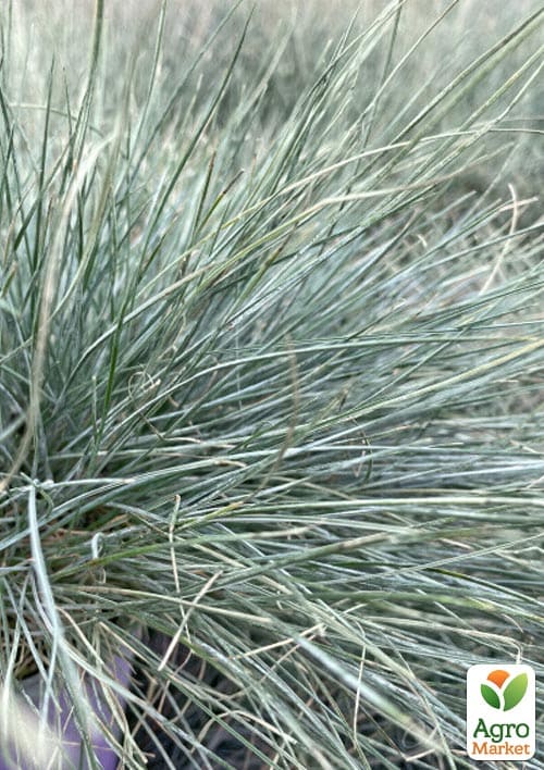 Вівсяниця сиза "Eisvogel" вазон С2, висота 15-30см - фото 3