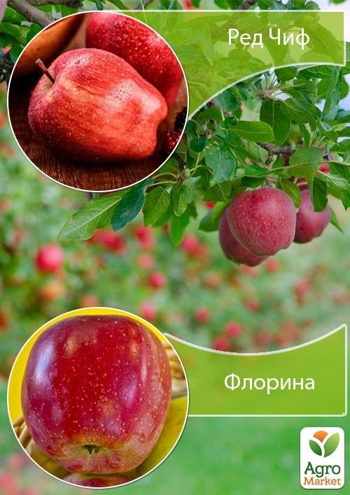 Дерево-сад Яблуня "Ред Чіф + Флоріна"
