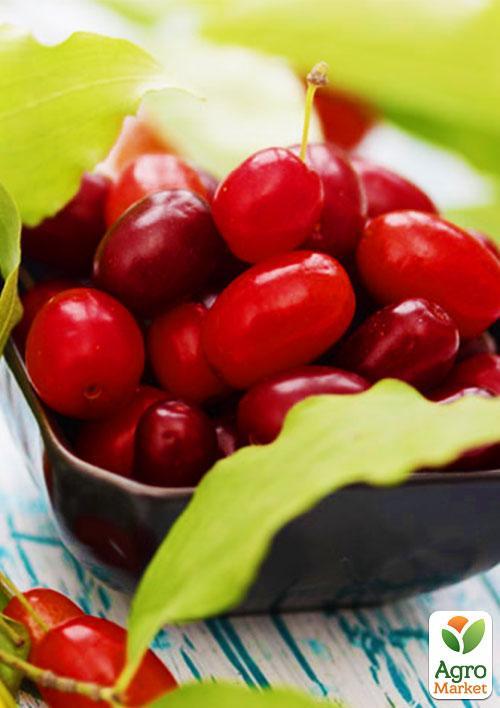 Кизил "Лукьяновский" (средний срок созревания, один из наилучших сортов)