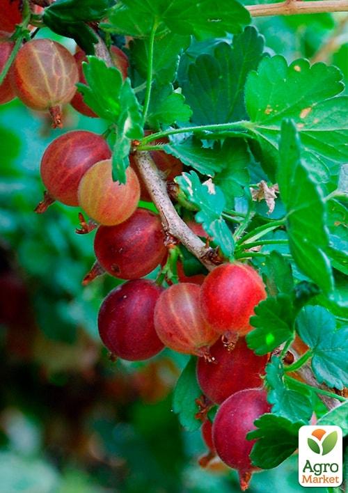 Агрус на штамбі "Хінномакі Рот" (Hinnonmaki Rot) (середній термін дозрівання) - фото 5