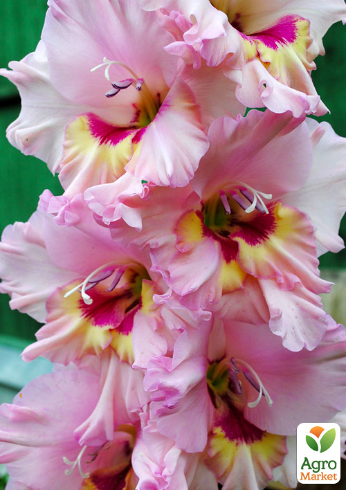 Гладиолус "Zamora" 